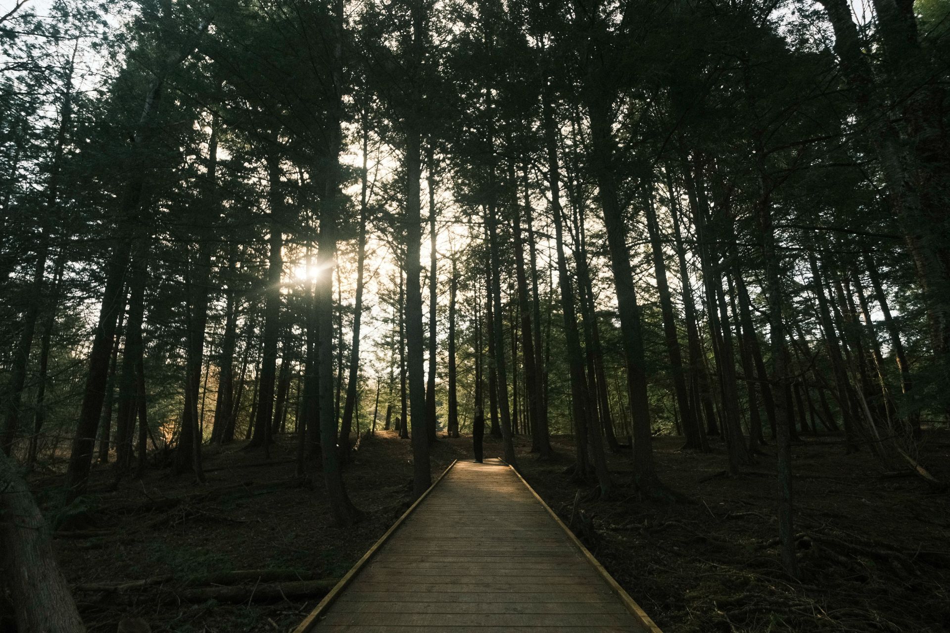 Bain de forêt - Shinrin-Yoku